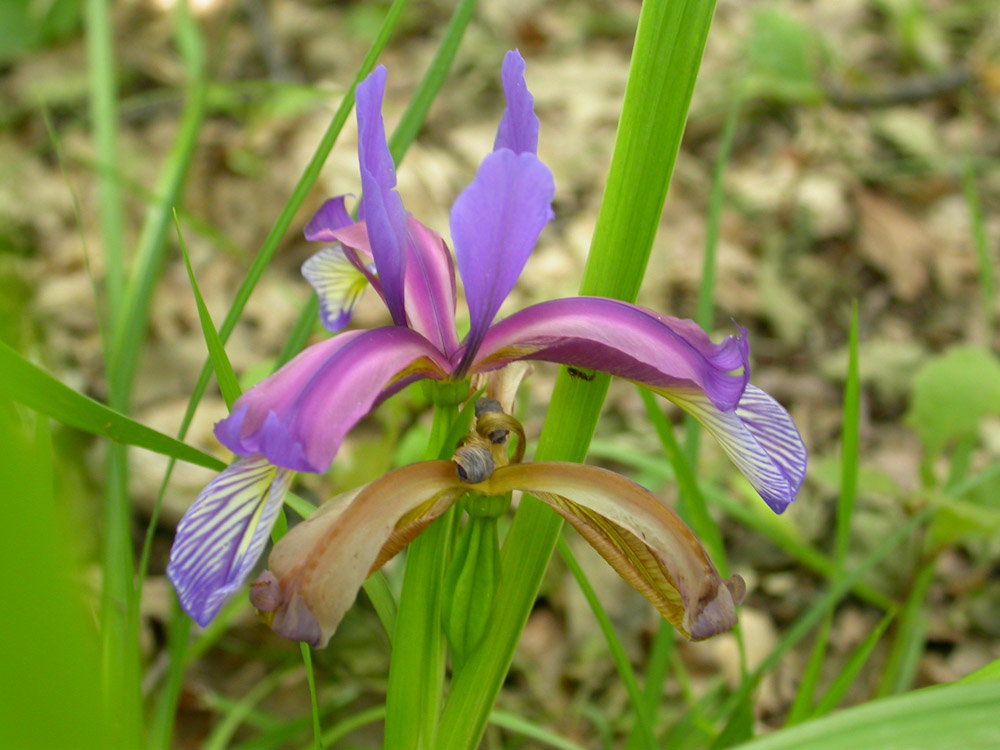 Iris graminea